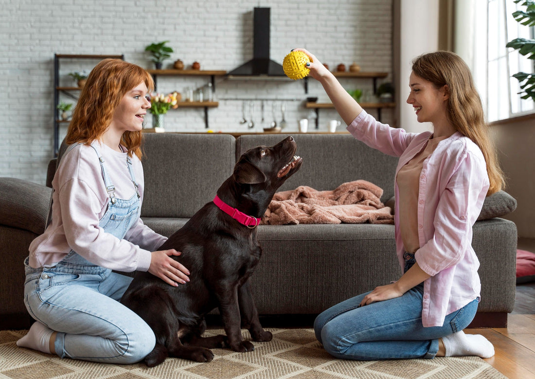 Say Goodbye to Pet Stress: The Ultimate Duo for a Peaceful Home